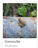 Grenouille.PNG.95122bc7607e8304a326e4fa44f06246.PNG