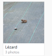 Lezard.PNG.865153f6d89def6ffe17d918876cae7d.PNG