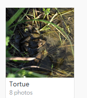 tortue.PNG.b5440b23442b970442d38b900d451e08.PNG