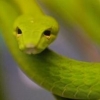 Serpent Vert